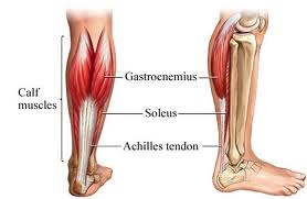 calves